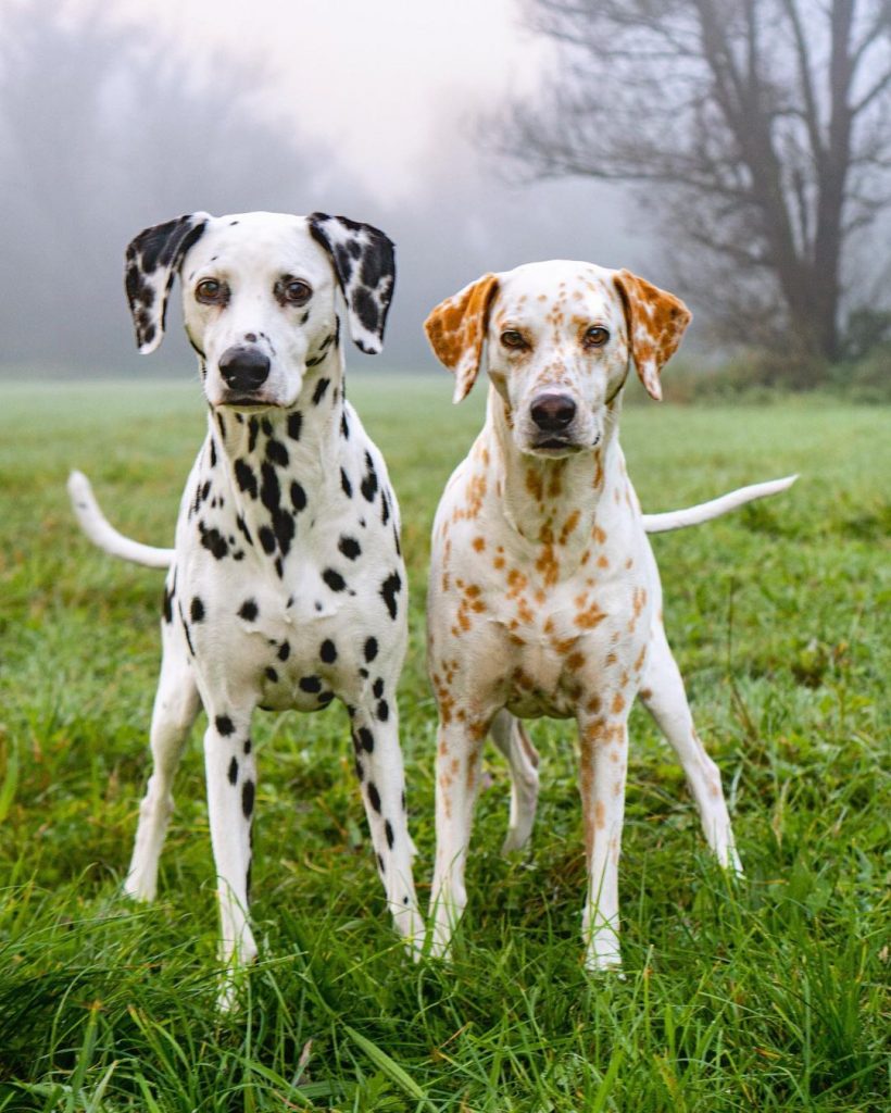 White and Black Dalmatian Standing with White and Lemon Dalmatian