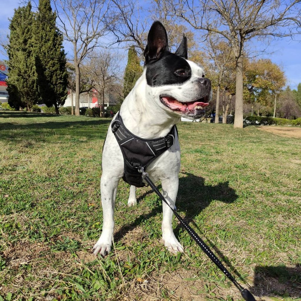 White and Black Frenchie Pitbull at Dog Park