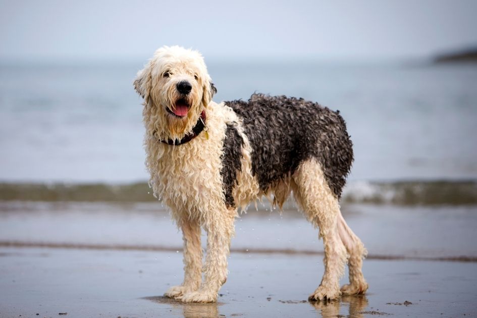 White and Black Old English Sheepdog on Beach Side