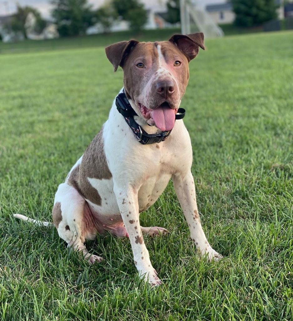 White and Brown Rottweiler Pitbull Mix Dog Sitting on Grass