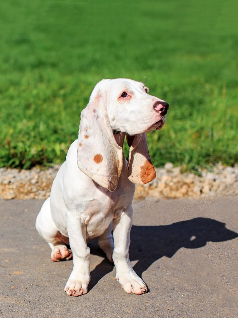 White and Brown Spotted Spanish Hound 
 Dog Sitting on Ground