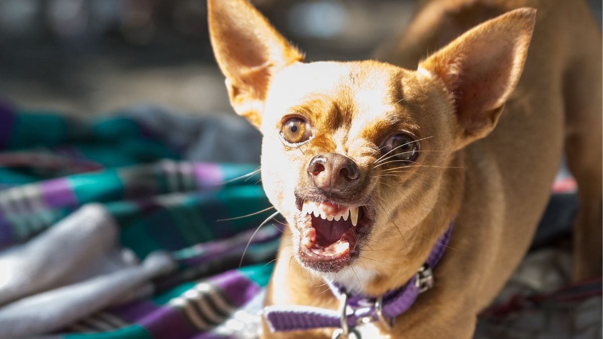 Why Are Chihuahuas So Mean? (And How To Correct Them)