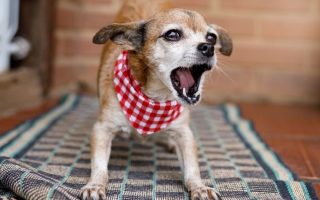 Why Do Dogs Bark At Nothing? 5 Reasons & Solution
