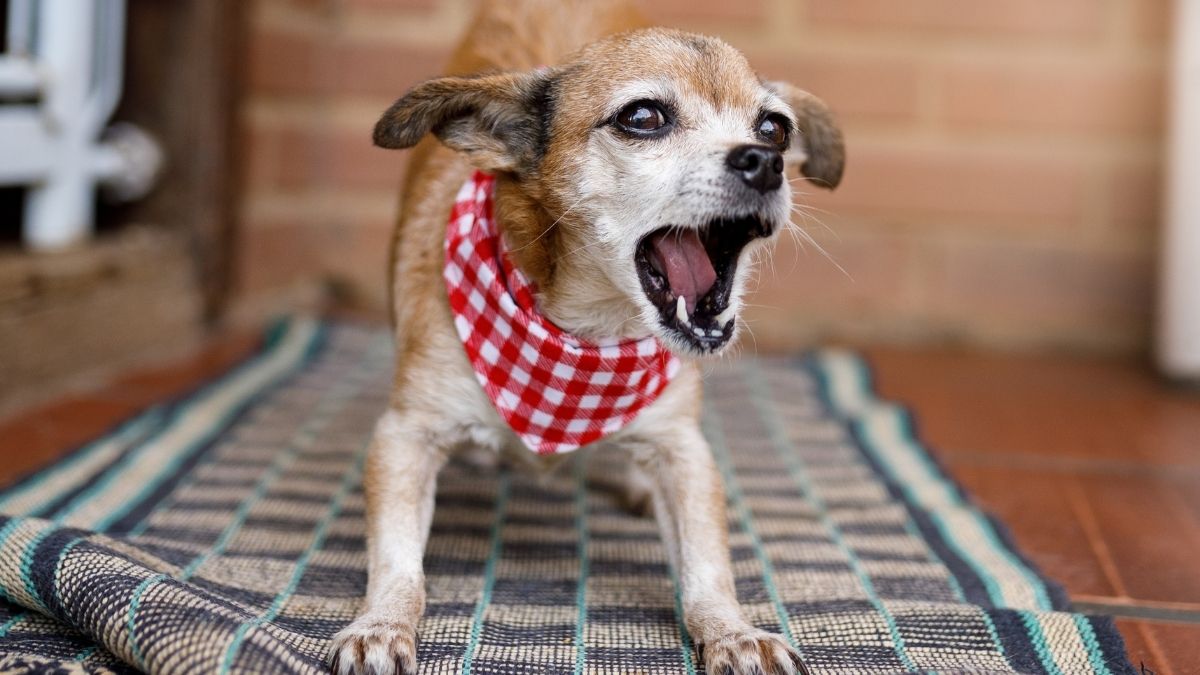 Why Do Dogs Bark At Nothing? 5 Reasons & Solution Puplore