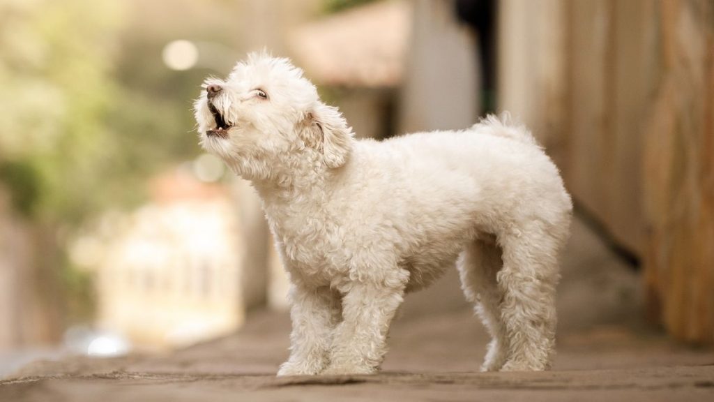 Small Dog Barking Outdoors