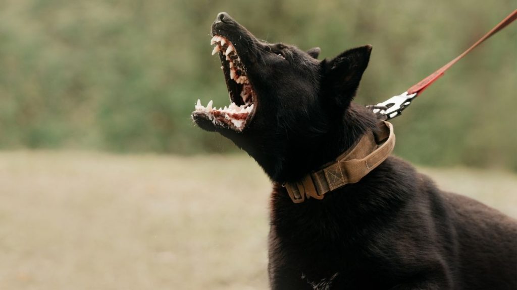 Why Do Dogs Bark At Other Dogs? 5 Reasons & How To Stop It Puplore