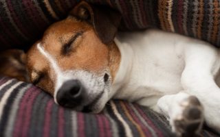 Why Do Dogs Bark In Their Sleep? Reasons & What To Do