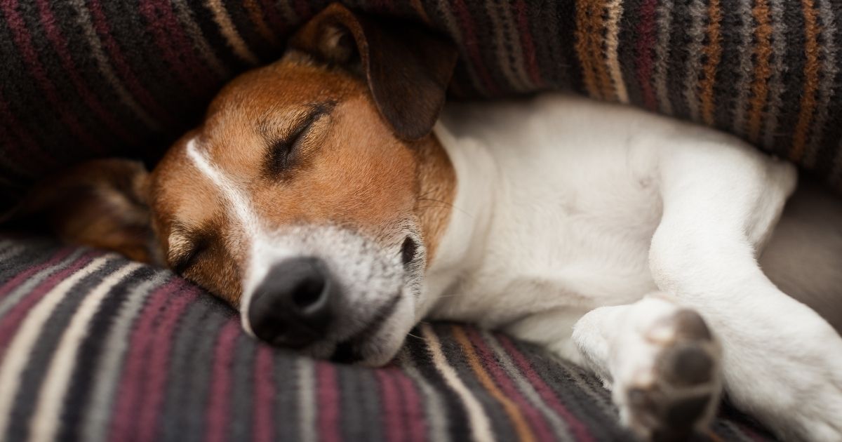 Why Do Dogs Bark In Their Sleep? Reasons & What To Do