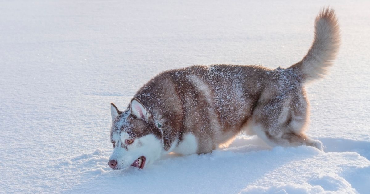 Why Do Dogs Eat Snow? Is It Safe For Dogs?