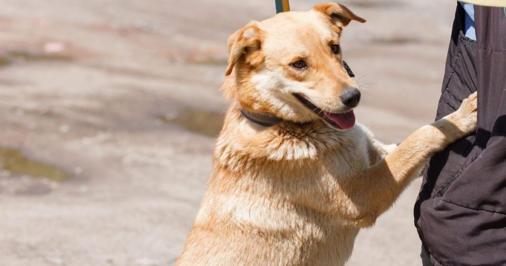 Why Do Dogs Hump The Air? 6 Causes & Solutions Puplore