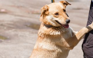 Why Do Dogs Hump The Air? 6 Causes & Solutions