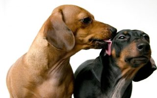 Why Do Dogs Lick Each Other’s Ears?  Reasons Explained