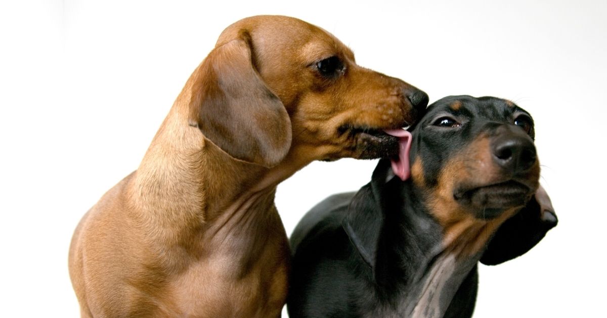 Why Do Dogs Lick Each Other's Ears Reasons Explained