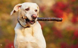 Why Do Dogs Like Sticks? Dog Behavior Explained