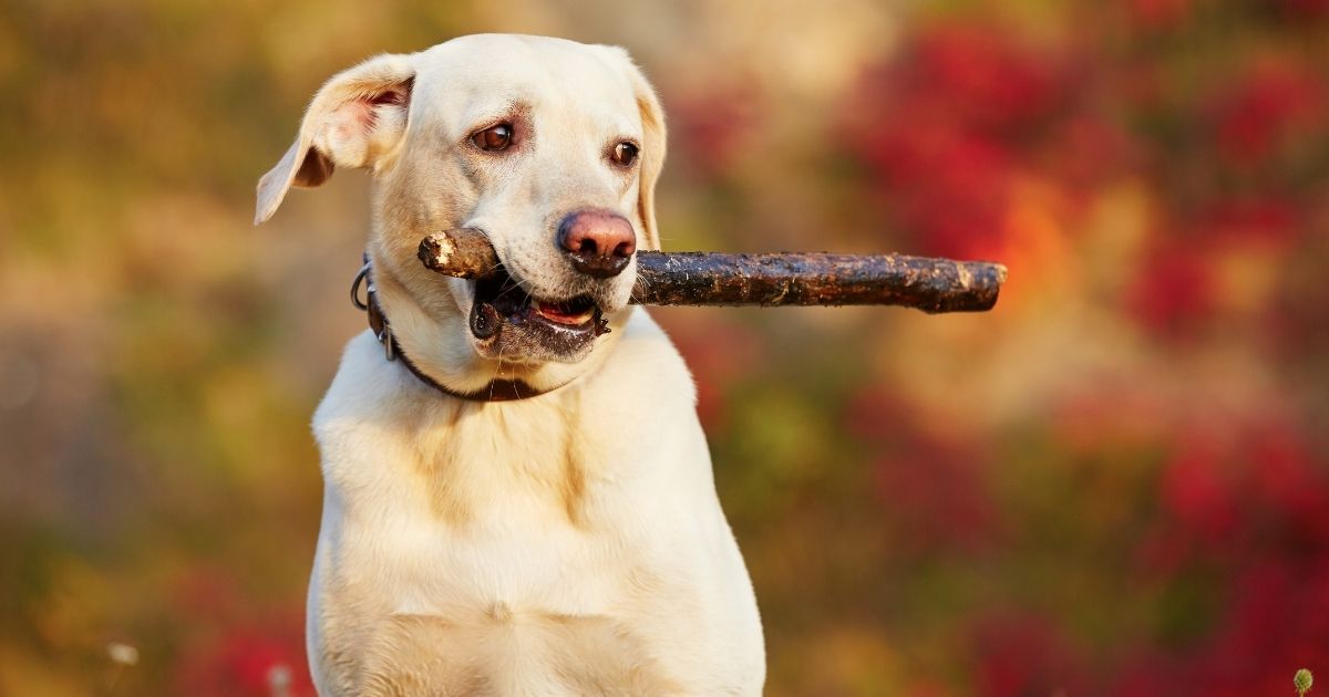 Why Do Dogs Like Sticks Dog Behavior Explained