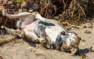 Why Do Dogs Roll In Dead Animals? Science Explains