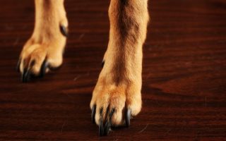 Why Do Dogs Scratch The Floor? Behavior Explained