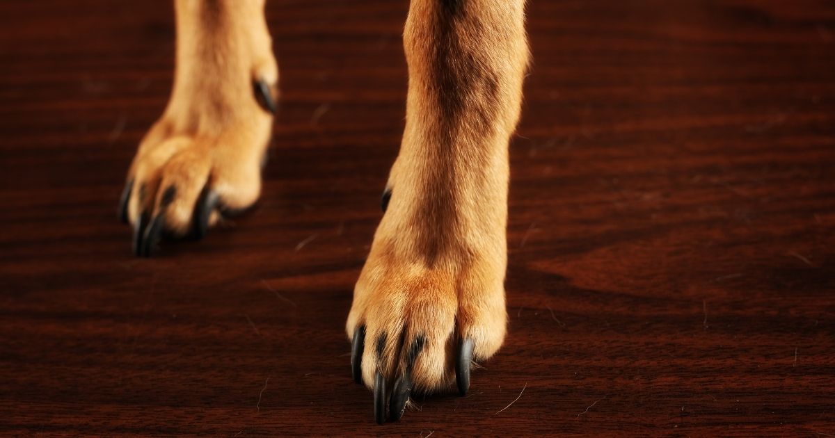Why Do Dogs Scratch The Floor Behavior Explained