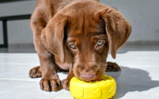 Why Do Labradors Overeat? An Informative Article