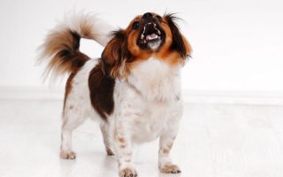 Why Do Small Dogs Bark So Much? 5 Reasons & Solution