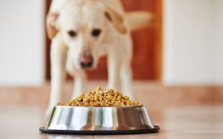 Why Does My Dog Bark At His Food? Top 10 Reasons