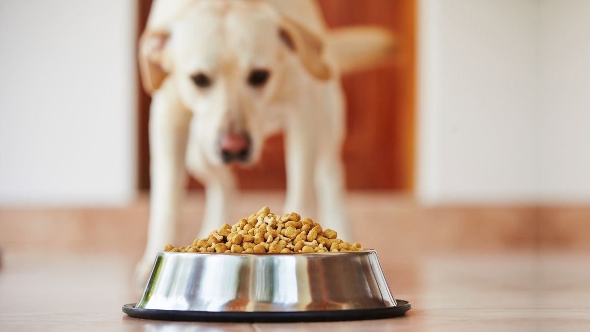 Why Does My Dog Bark At His Food Top 10 Reasons