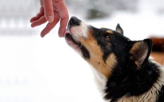 Why Does My Dog Lick My Wounds? (& Should I Stop Him?)