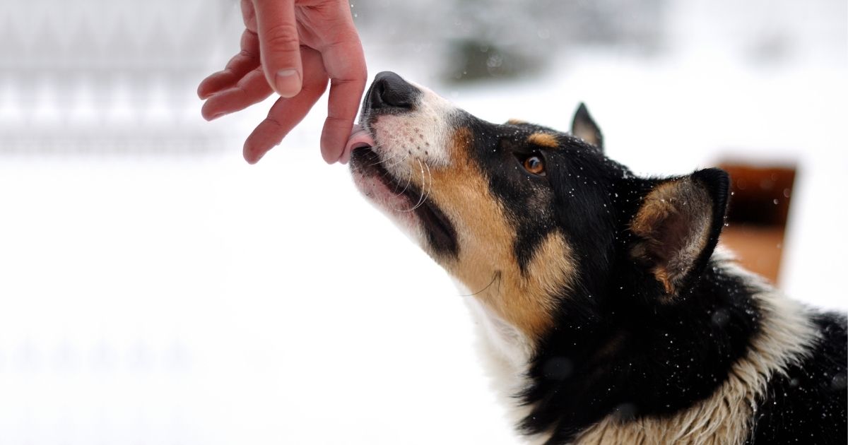 Why Does My Dog Lick My Wounds? (& Should I Stop Him?)