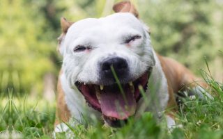 Why Is My Dog Dry Heaving? Causes, Symptoms, Solutions