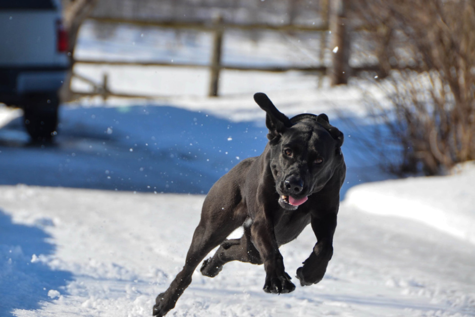 7 Common Reasons Why Your Labrador Is So Hyper | Puplore