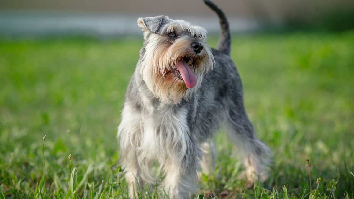 Why Schnauzers Are The Worst Dogs (And The Best) | Puplore