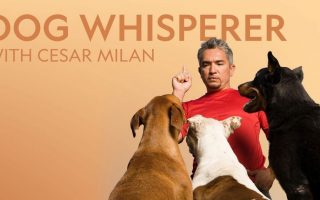 Why Was The Dog Whisperer Cancelled? Controversy & Facts