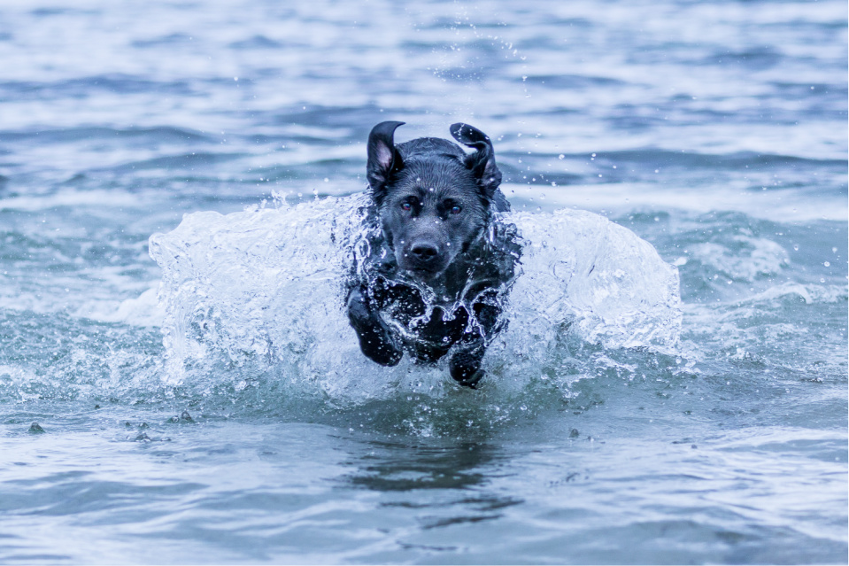 Why Doesn’t My Lab Like Water Things You Need to Know