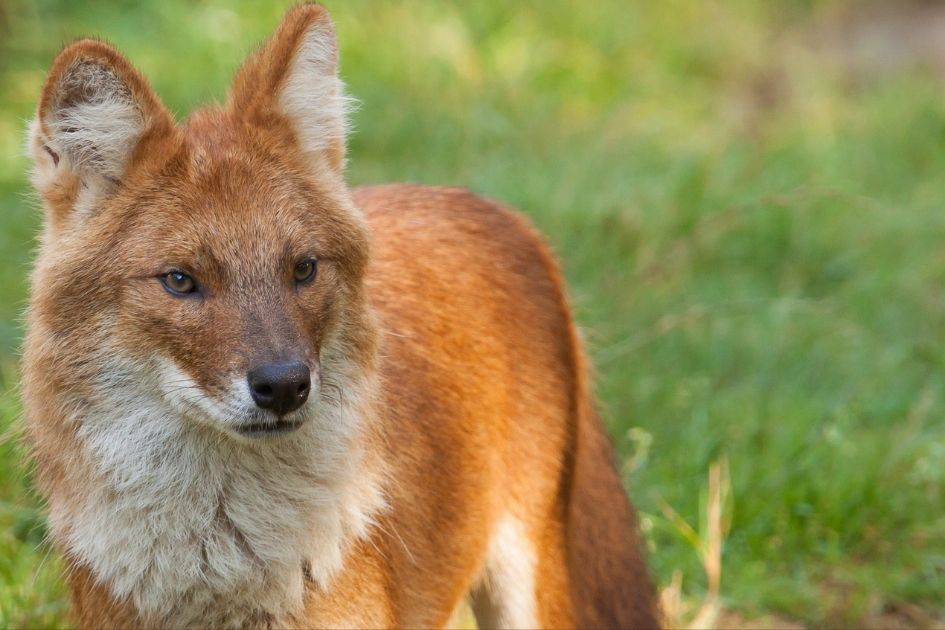 Wild Dhole Standing on Grass