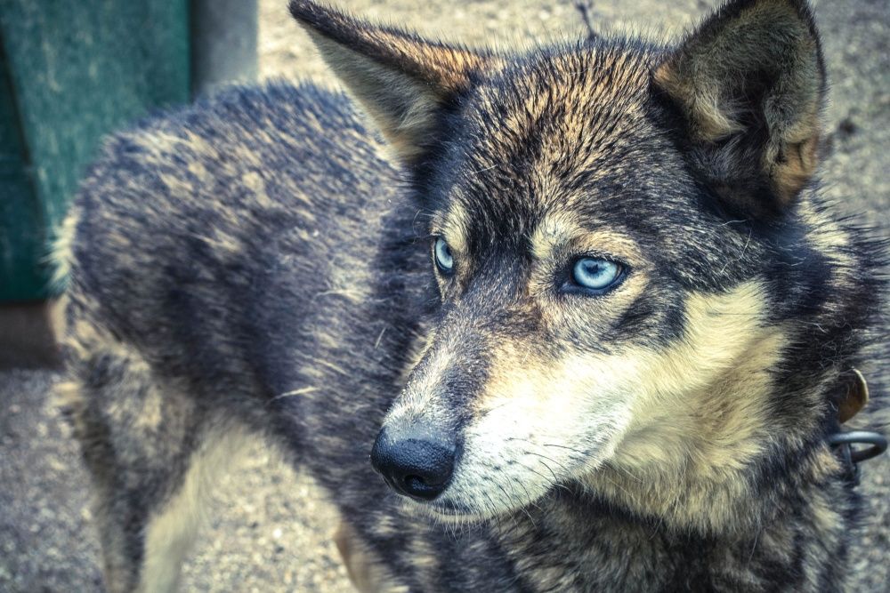 Close Up of Rare Wild Looking Agouti Husky Dog With Blue Eyes Looking Aside