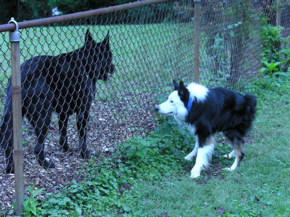 Wise Watson (Dog) Standing by Fence