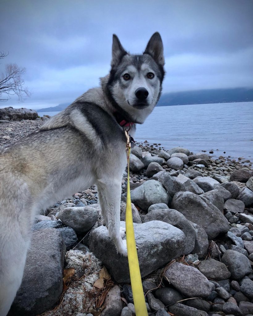 Wolf Husky Mix Dog on a Beach Walk