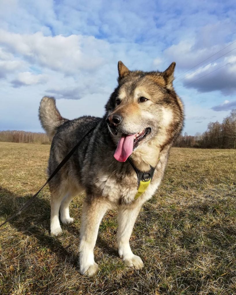 Wolf and Husky Mix Pup at Dog Park