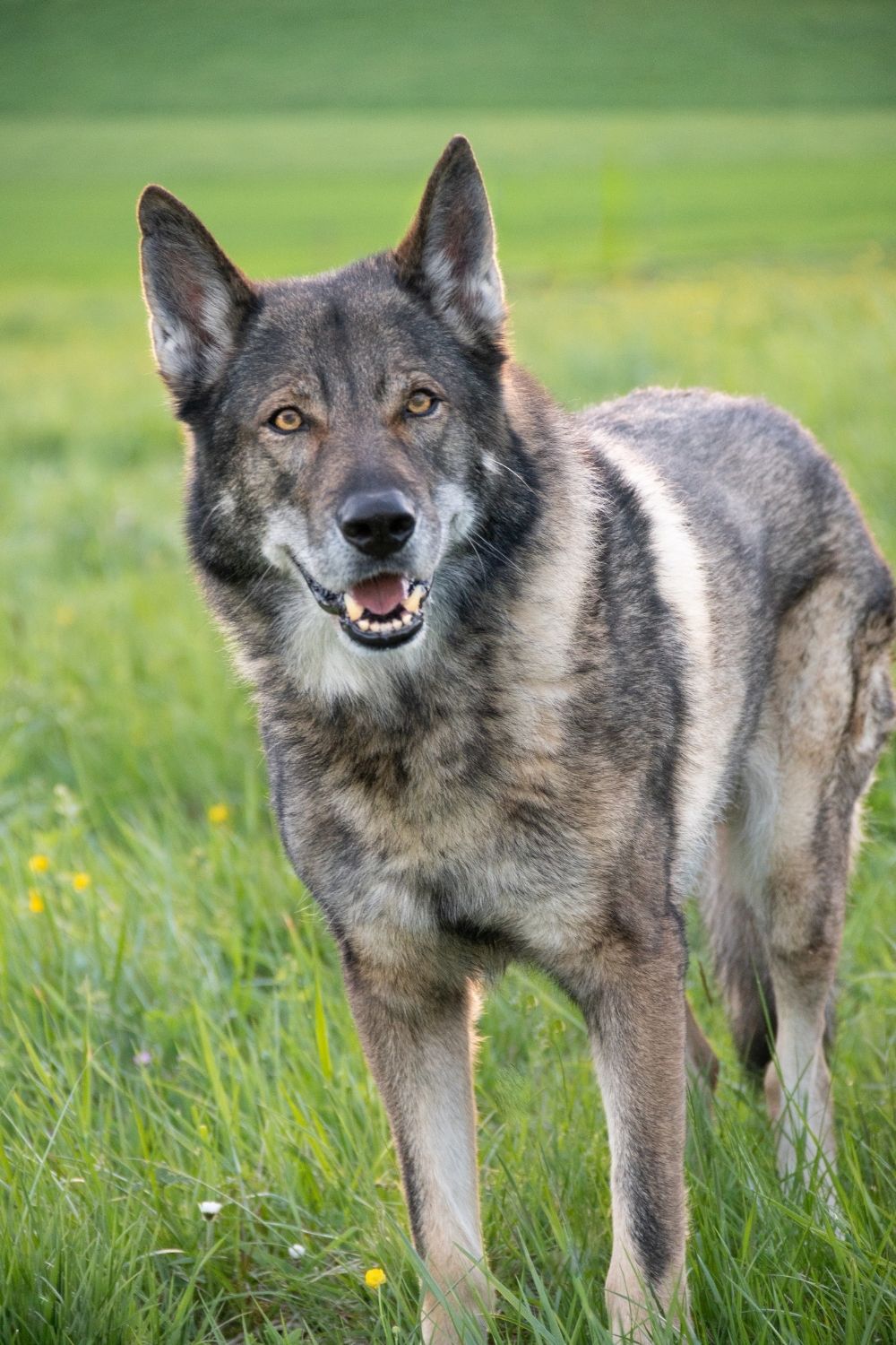 Wolfdog Standing Close Up with Mouth Open