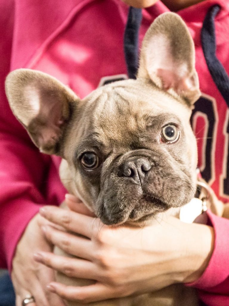 Woman Cuddling a Frenchie