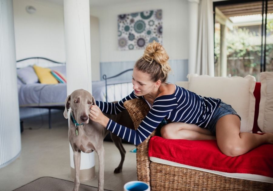 Woman Embracing her Weimaraner Pup