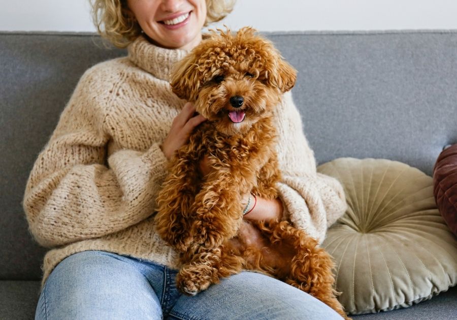 Woman Holding a Full Grown Maltese Poodle Mix Dog