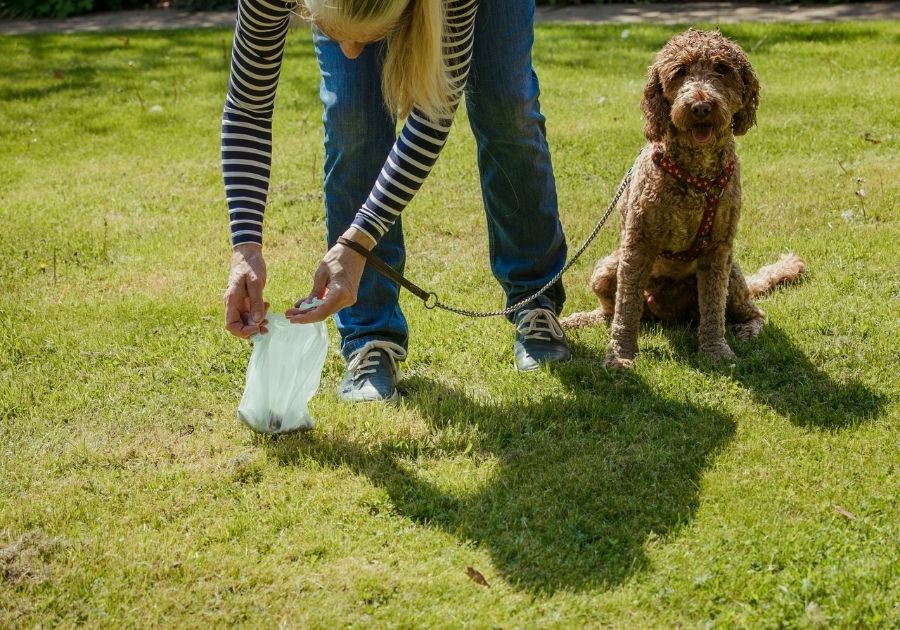 Woman Picking Up Dog's Poo