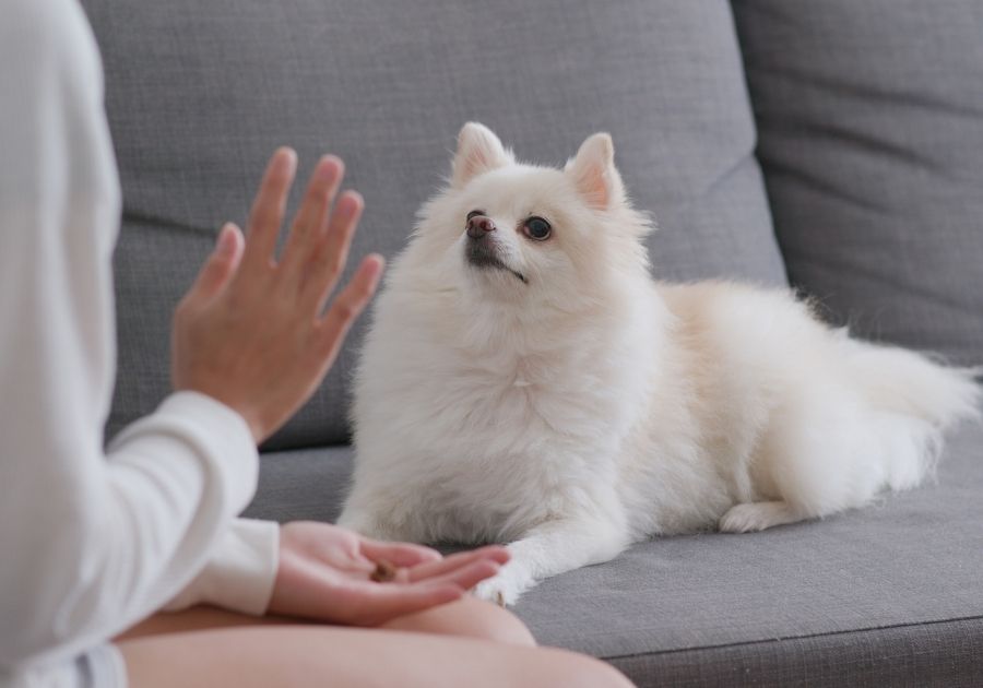 Woman Training a Dog in House