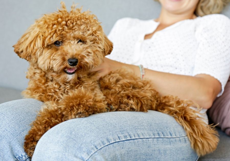 Woman with her Maltipoo Dog