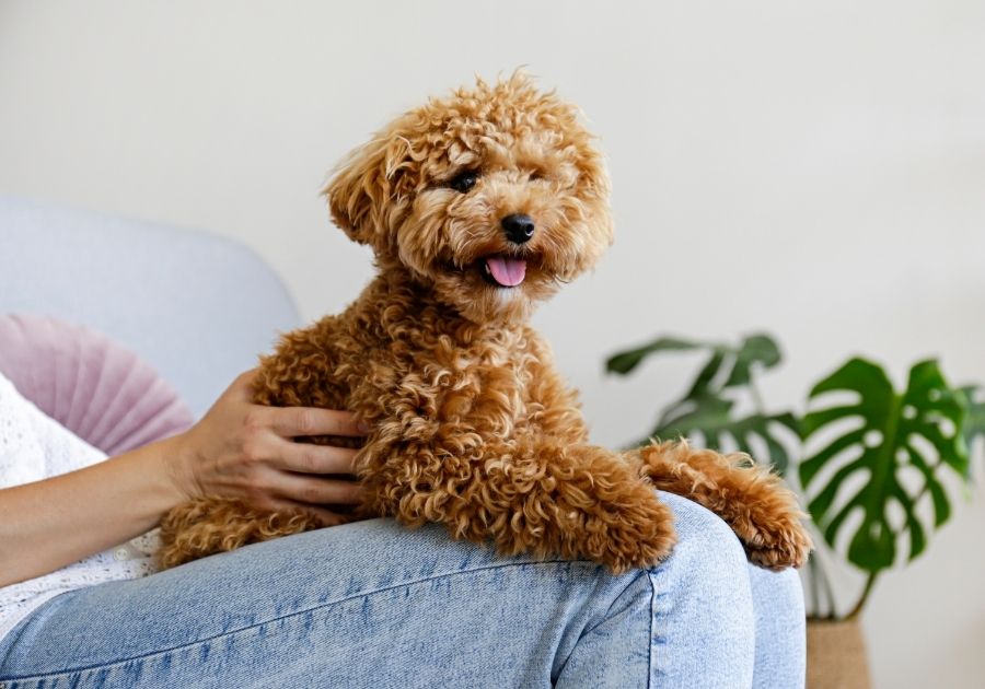 Woman with her Multipoo Dog Sitting