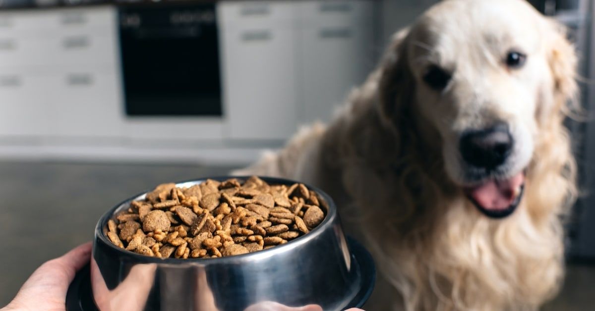 Worst Dog Food Brands to Avoid and Best Choices
