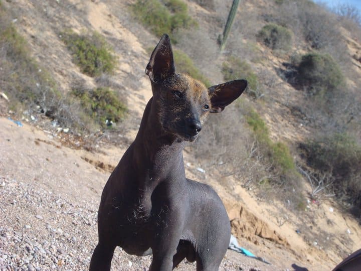 Xoloescuintle or Xolo is known as a Mexican hairless dog