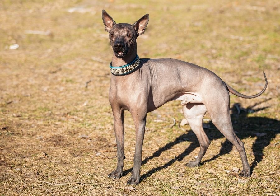 Xoloitzcuintli - Mexican Hairless Dog Standing