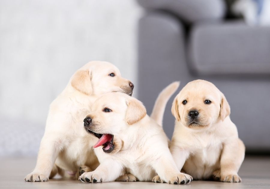 Yellow Lab Puppies at Home